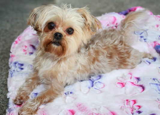 Personalized Pet Blanket, Razzle Dazzle Paws Minky Blanket